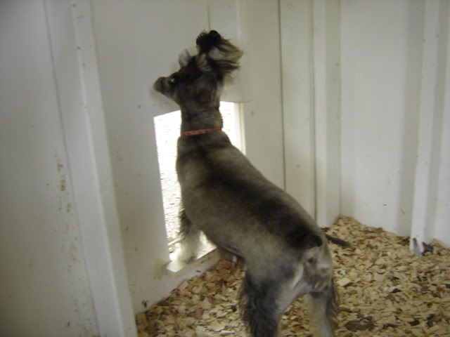 chickseat036.jpg
