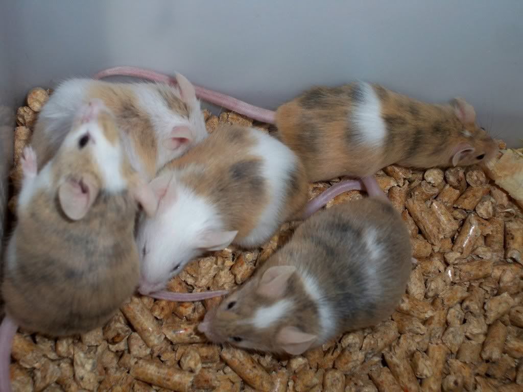 12-03-2011084.jpg