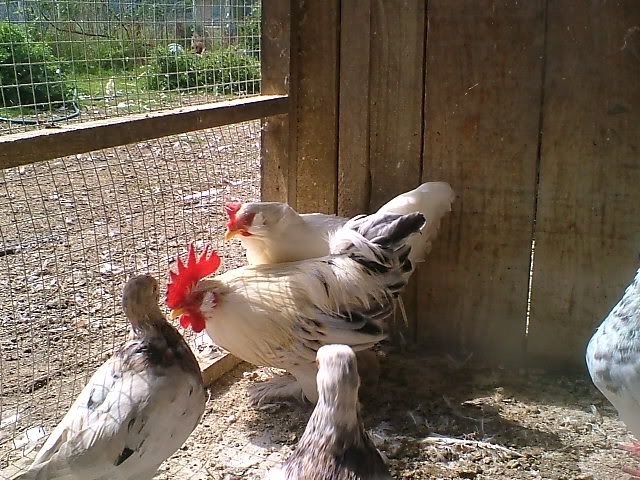DSCF4976.jpg
