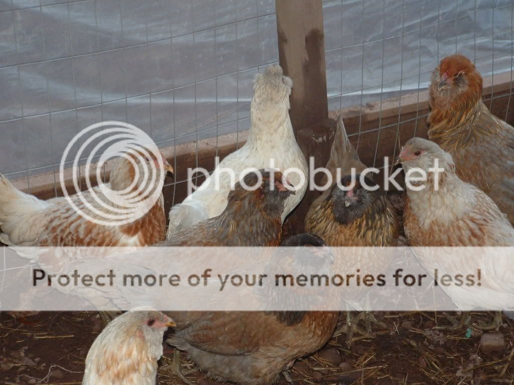 chickies094.jpg