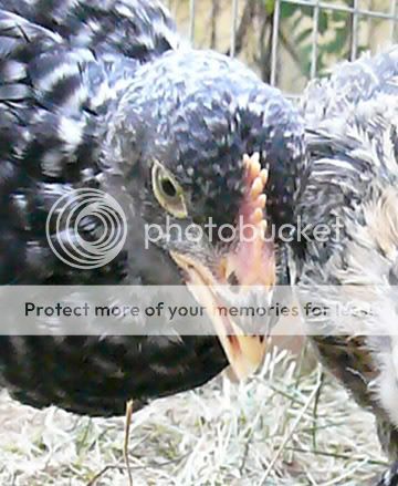 Turkeyscomb5.5weeks.jpg