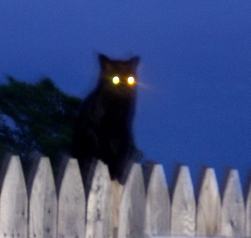 cateyes1.jpg