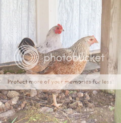 newchickens004.jpg