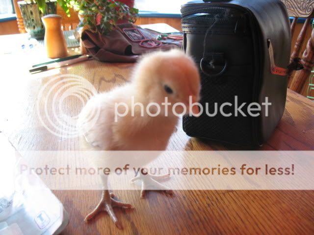 IMG_1215.jpg