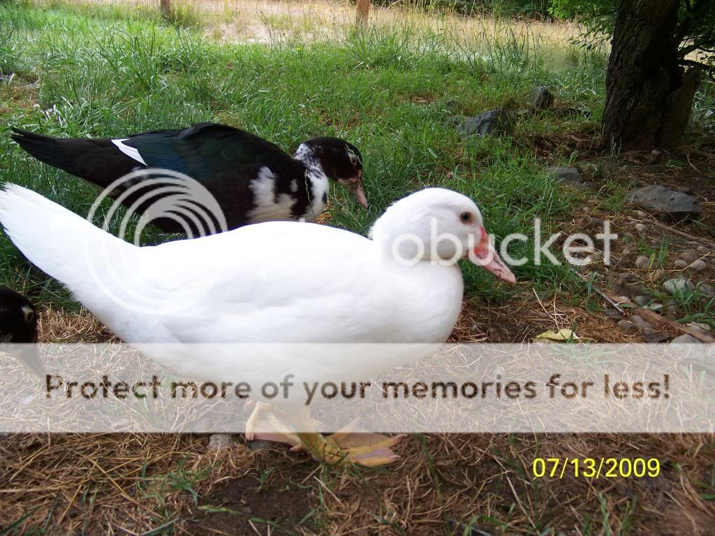 scovieduckPearl.jpg