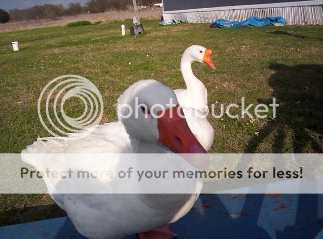 GooseGoose011.jpg