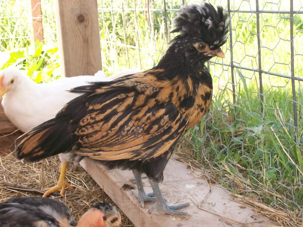 chickens42408001.jpg