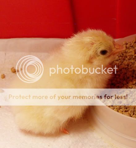DelChick1.jpg