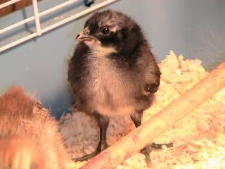Hatching2009009.jpg