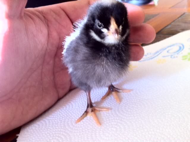 malechick2.jpg