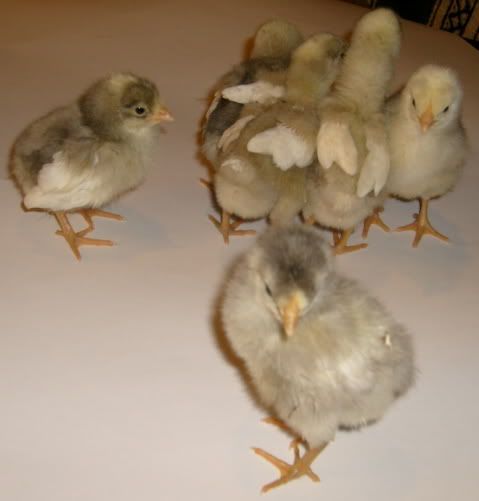 feedstorechicks013.jpg