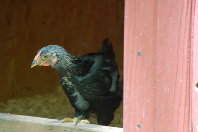 DSC_0101.jpg