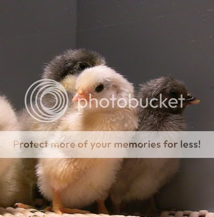 junechicks2.jpg