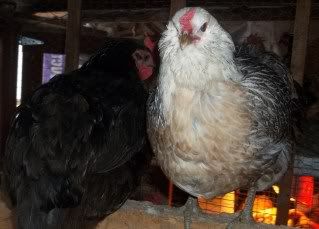 Chickens1-10034.jpg
