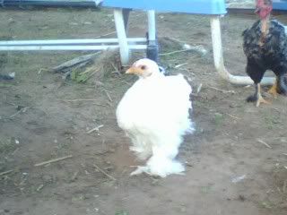 Showoff4.jpg