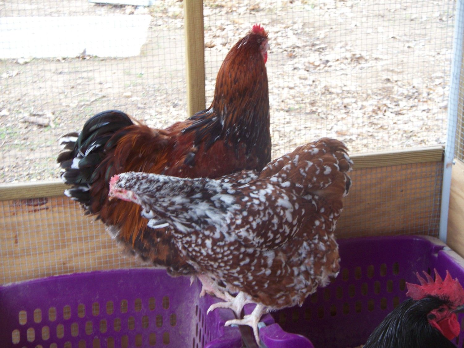 900x900px-LL-7b2db5d6_chickens122312045.jpeg