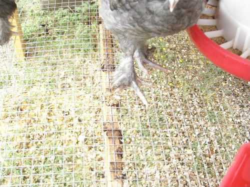 Marans006.jpg