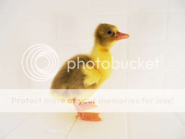 DSCN1378.jpg