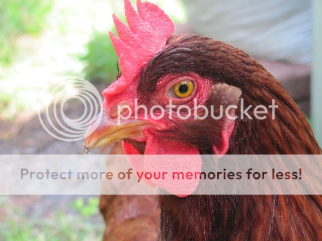 Chickenupdate013.jpg