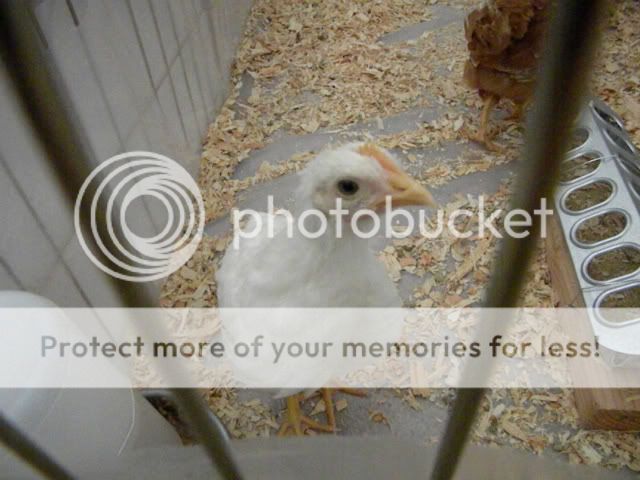 DSCN1555.jpg