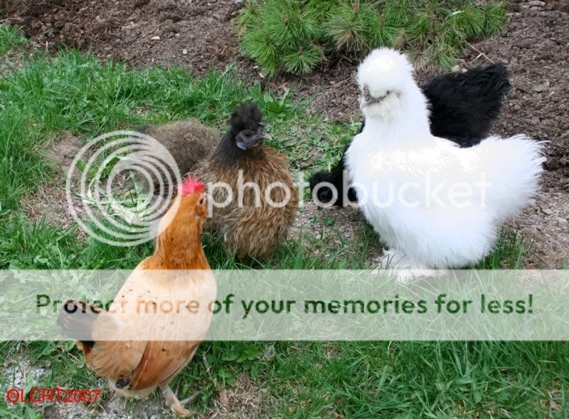 IMG_5172_chooks_garden_LCRT2007.jpg