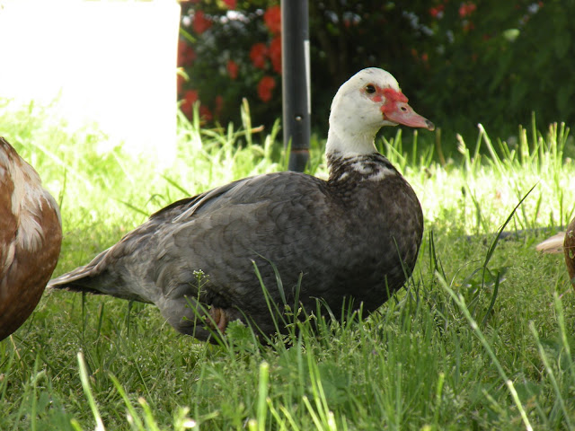 DSCN3081.JPG