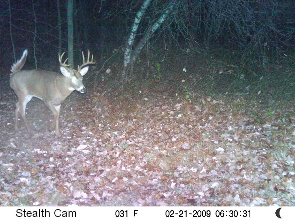 buckpics008.jpg