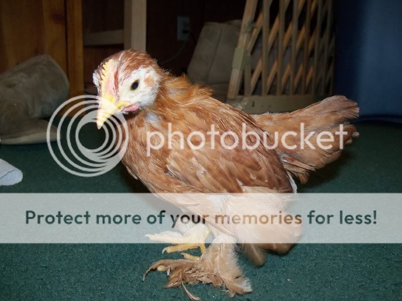 5weekchick054.jpg