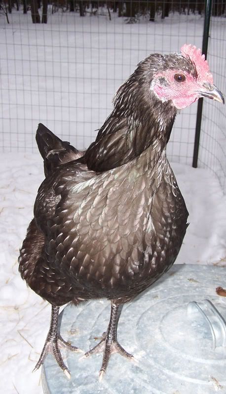 hen.jpg
