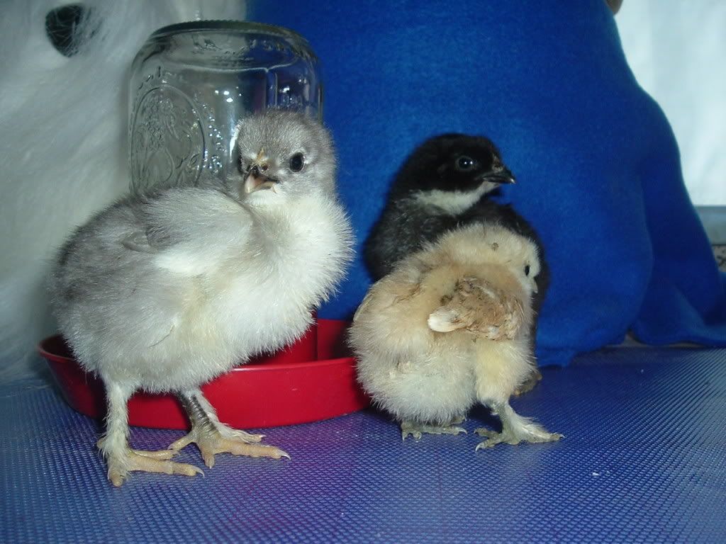 mychickens274.jpg