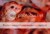 RINGNECKCHICKS070071.jpg