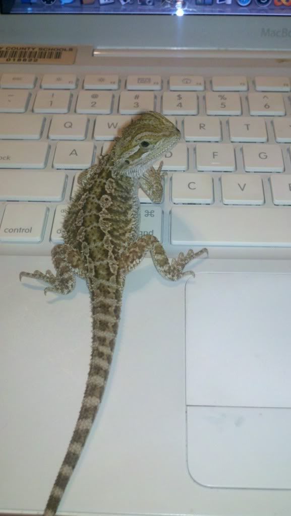 Wizrardcomputer.jpg