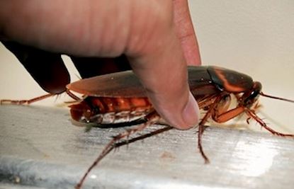 cockroach.jpg