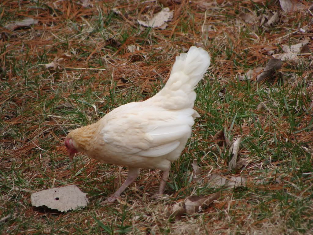 DSC02632.jpg