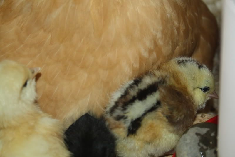 mar2010221.jpg