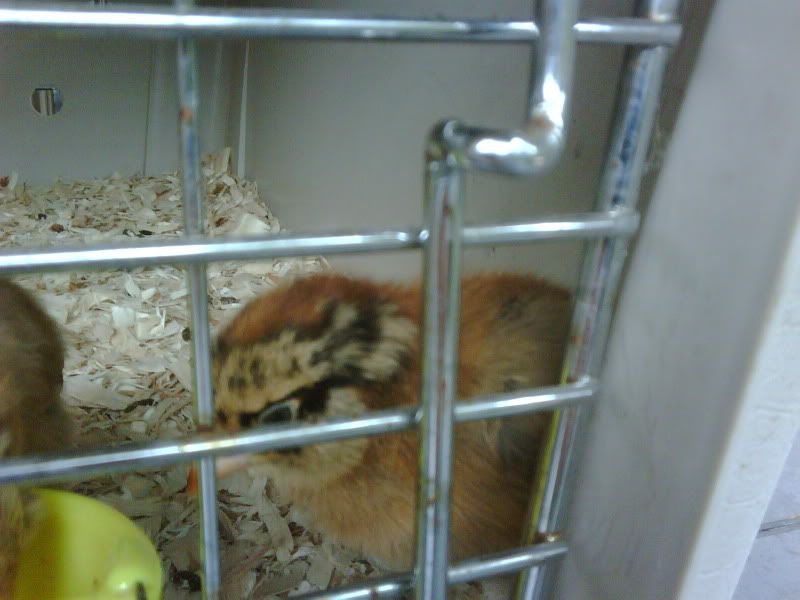 Roosters00010.jpg