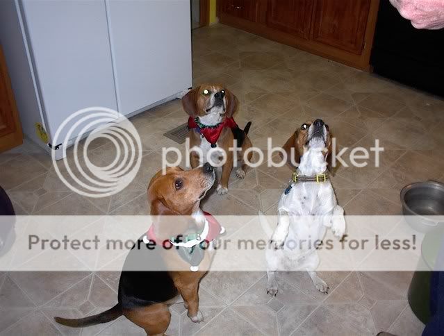 camera2007770.jpg