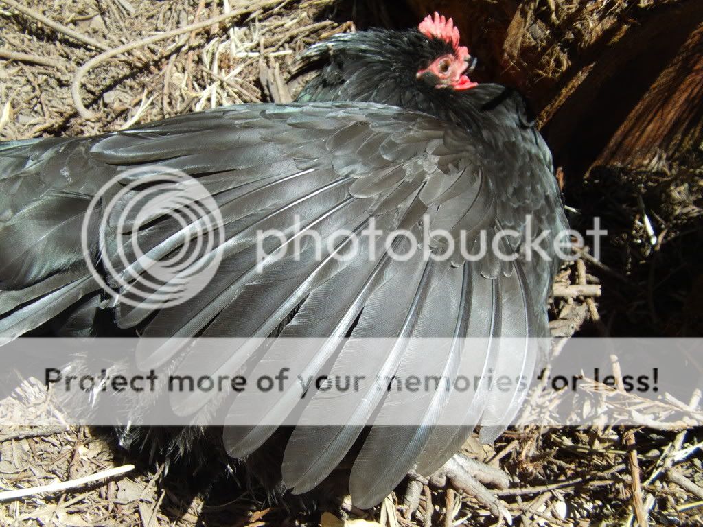chickenwing.jpg