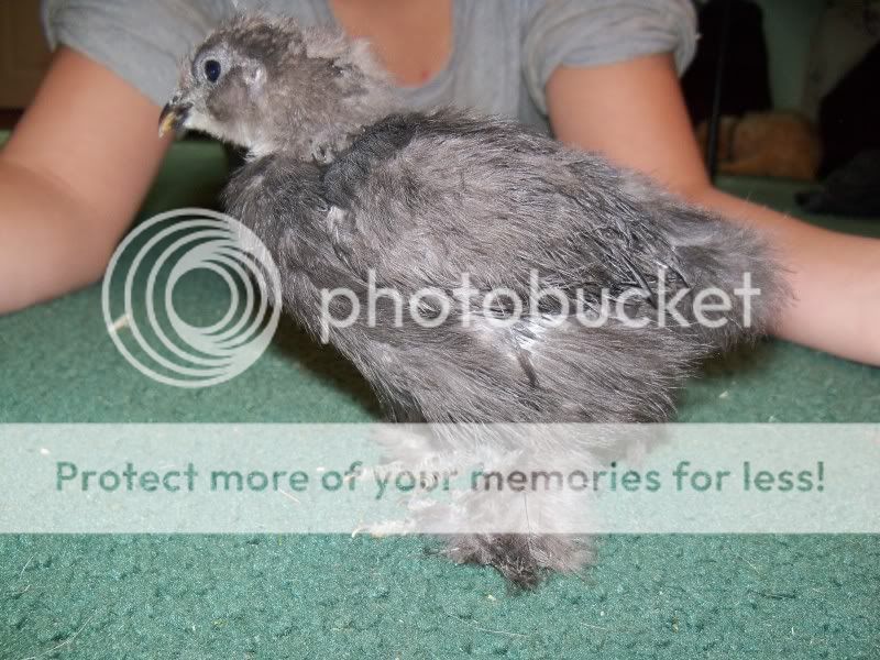 5weekchick026.jpg