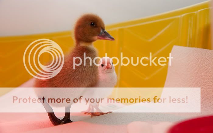 0905duckmorning006.jpg
