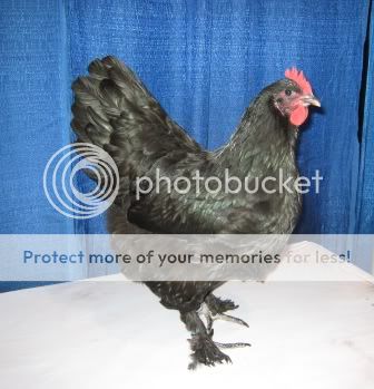 ReadeBakerLangshanpullet.jpg