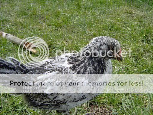 chicks6weeksold097.jpg