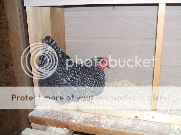 2008_0214eggs0015.jpg