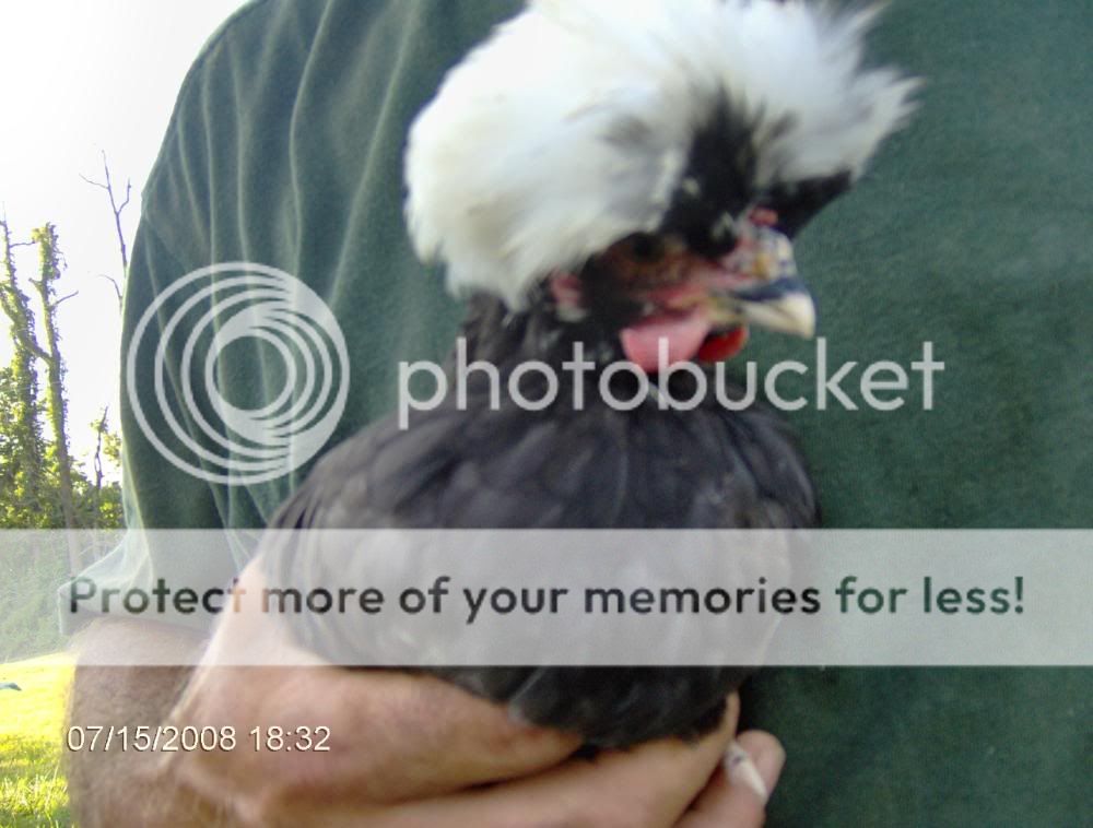 2008_0715chicks0030.jpg