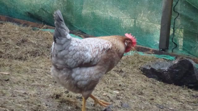 Hens1501115.jpg