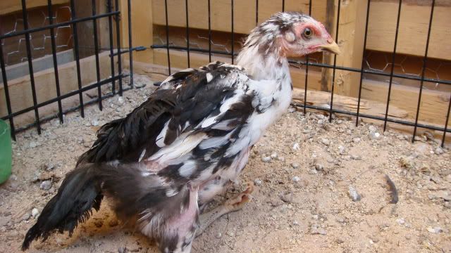 chickenssz019.jpg