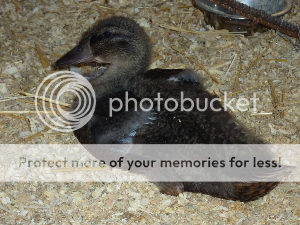 chickenhouse022.jpg