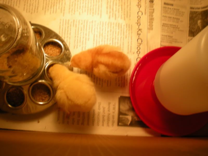 babychicks014.jpg