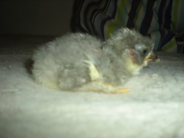 DSCN1744.jpg