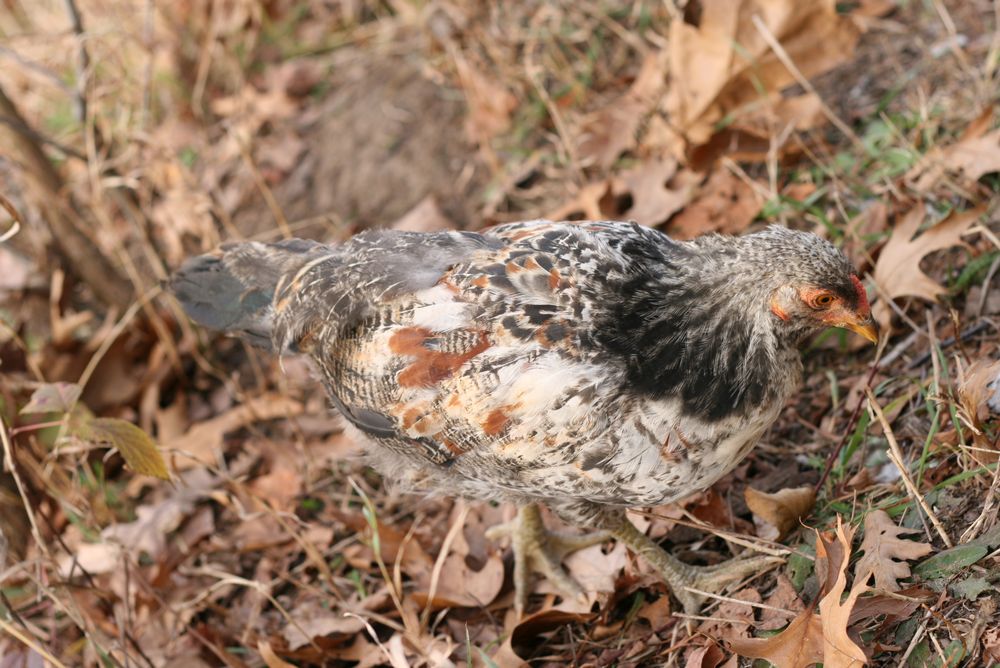 chicken-a-3.jpg